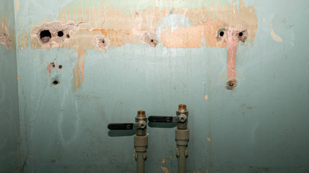 Best Mold removal after water damage  in Applewood, CO